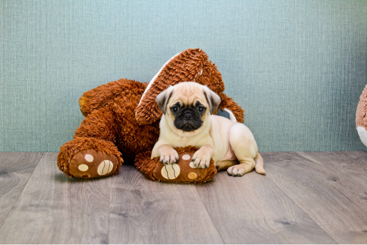 Pug Puppy for Adoption