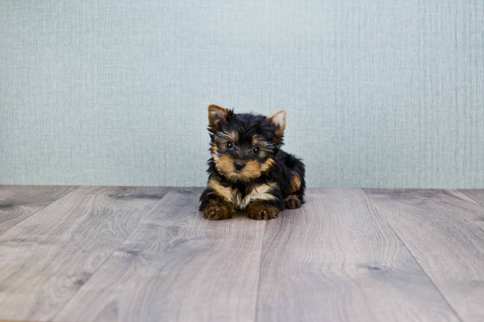 Meet Chase - our Yorkshire Terrier Puppy Photo 