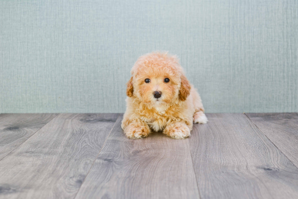 Energetic Maltese Poodle Poodle Mix Puppy