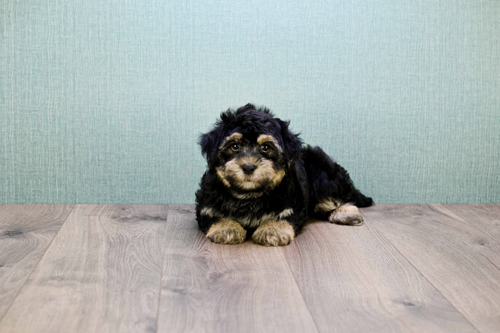 Havanese Puppy for Adoption