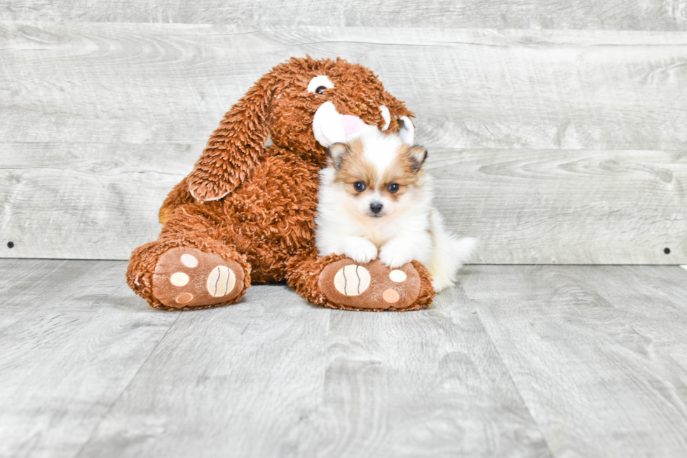 Pomeranian Puppy for Adoption