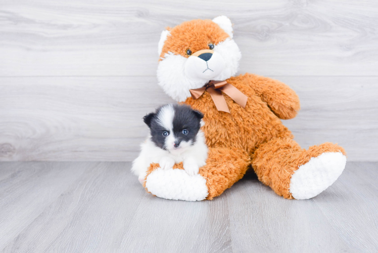 Energetic Pomeranian Purebred Puppy