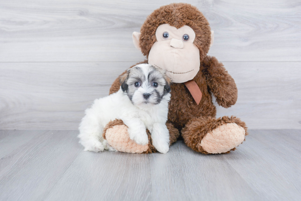 Havanese Pup Being Cute