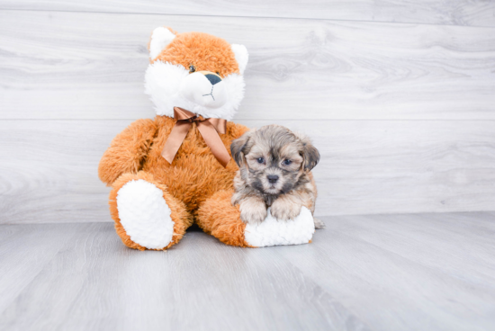 Teddy Bear Puppy for Adoption