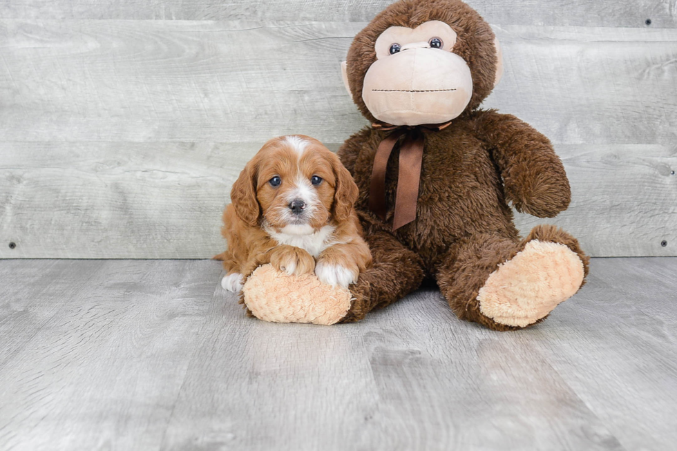 Adorable Cavoodle Poodle Mix Puppy