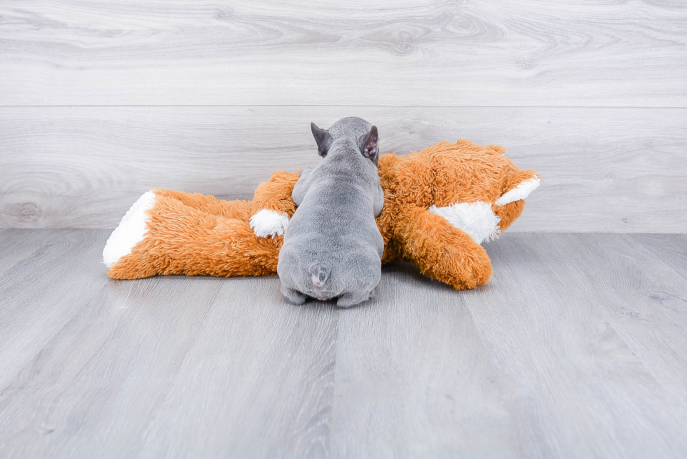 Playful French Bulldog Purebred Pup