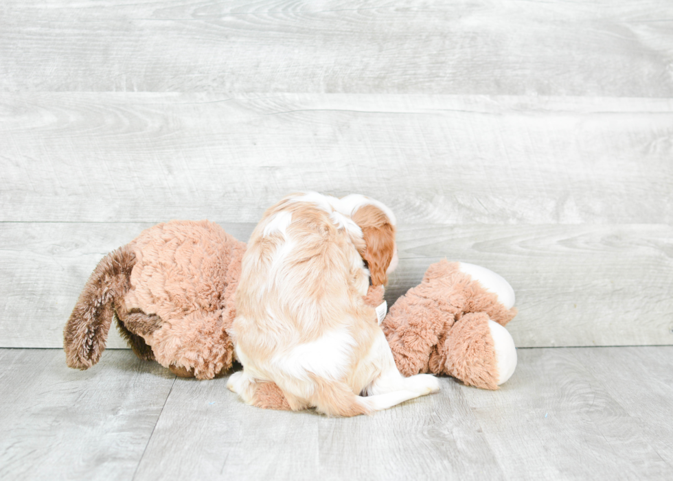 Best Cavalier King Charles Spaniel Baby