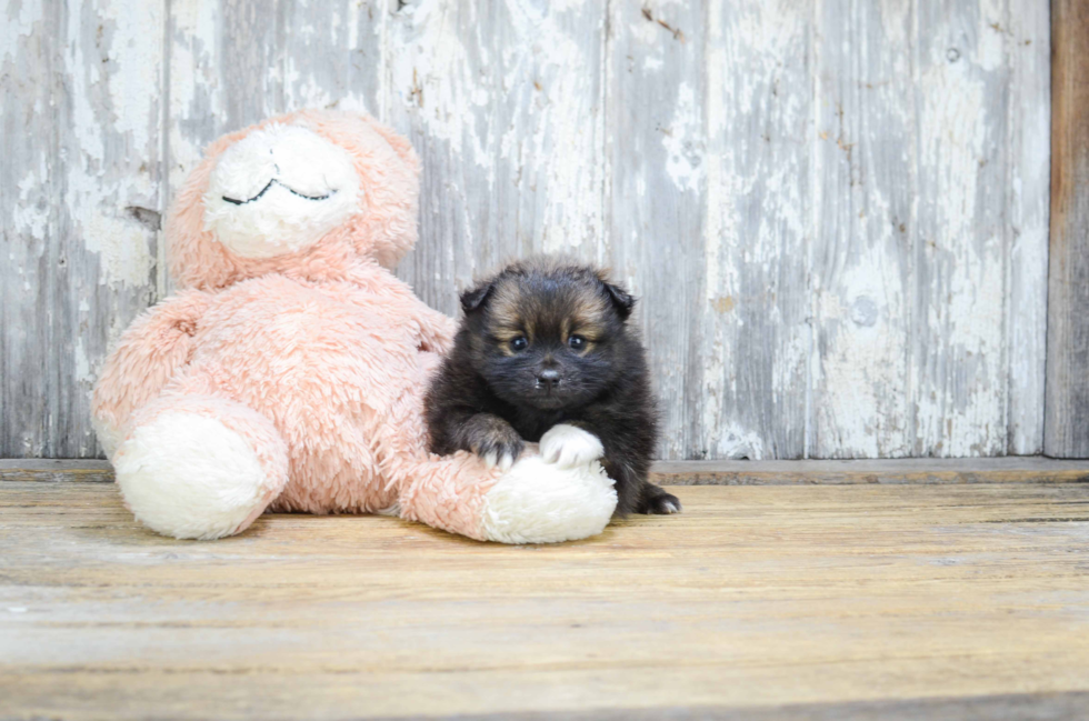 Best Pomeranian Baby