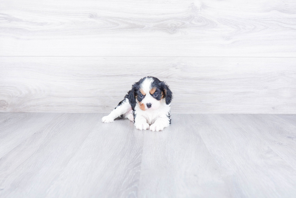 Best Cavalier King Charles Spaniel Baby