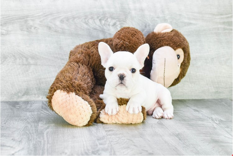 Small French Bulldog Purebred Pup