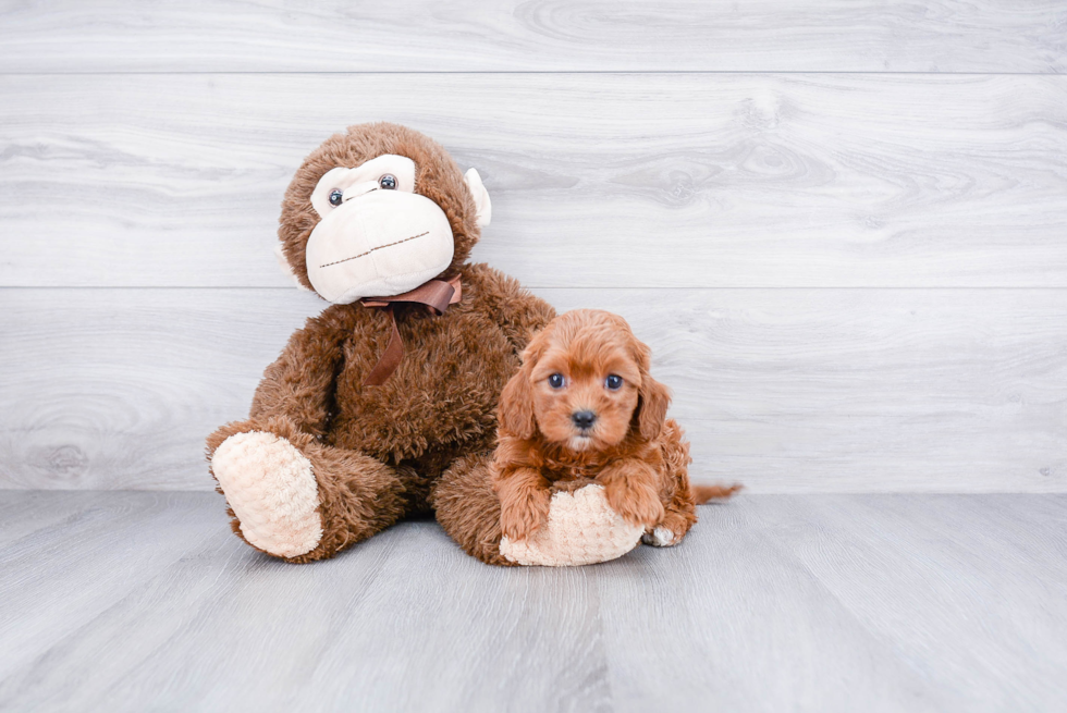 Smart Cavapoo Poodle Mix Pup