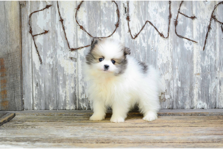 Pomeranian Puppy for Adoption