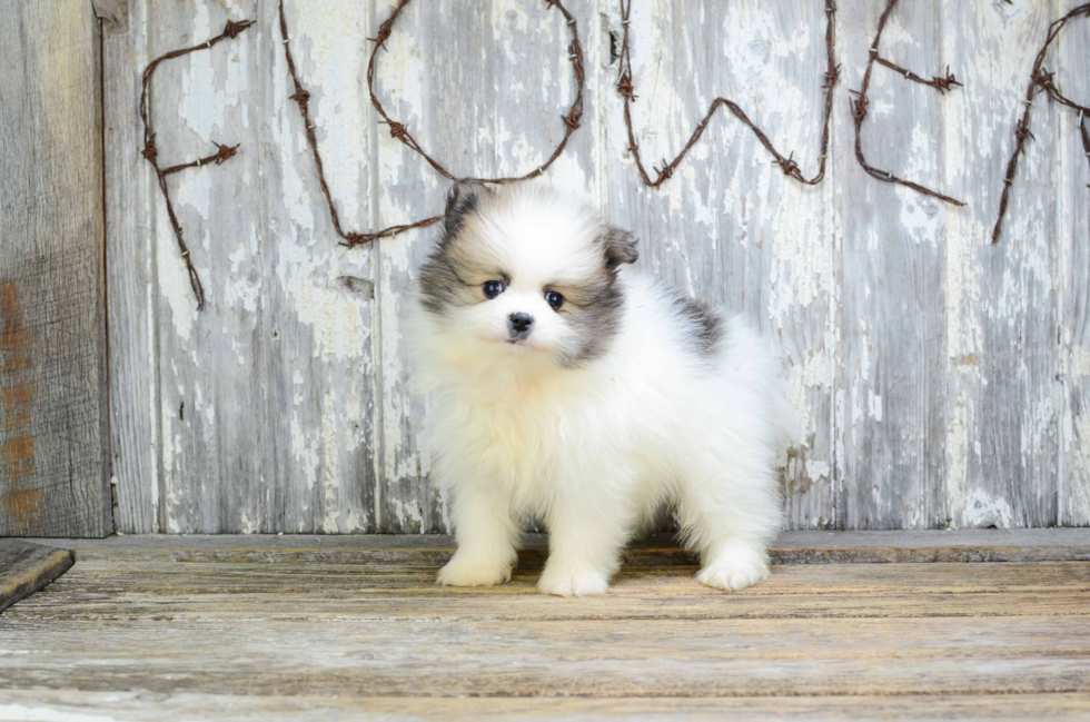 Pomeranian Puppy for Adoption