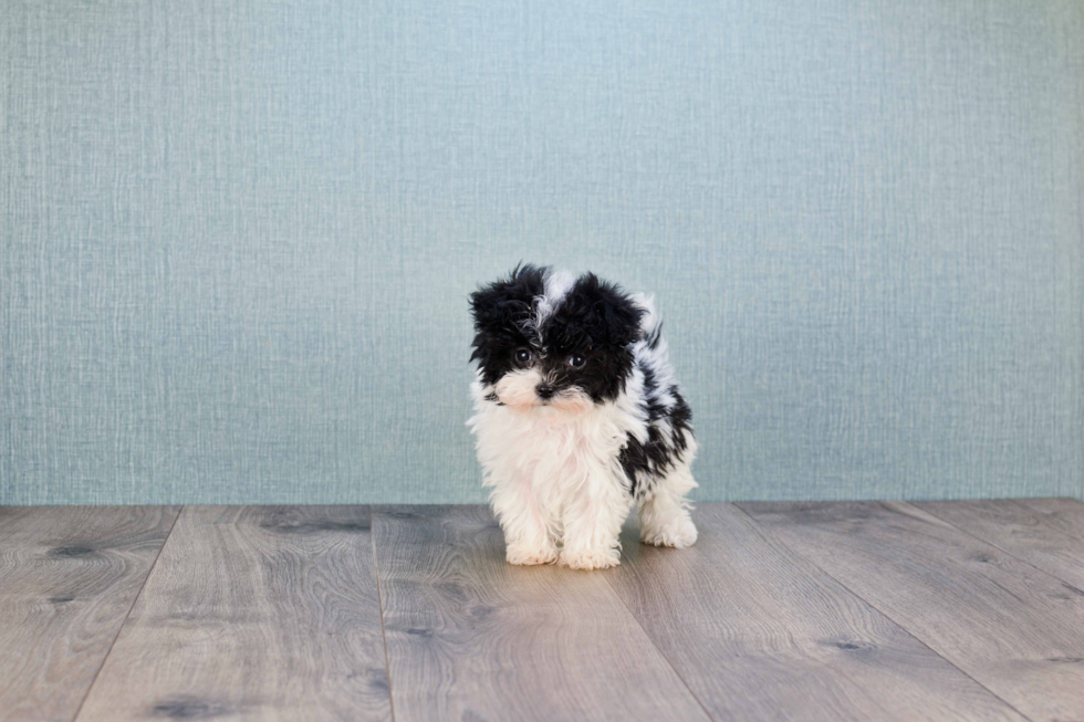 Maltipoo Pup Being Cute