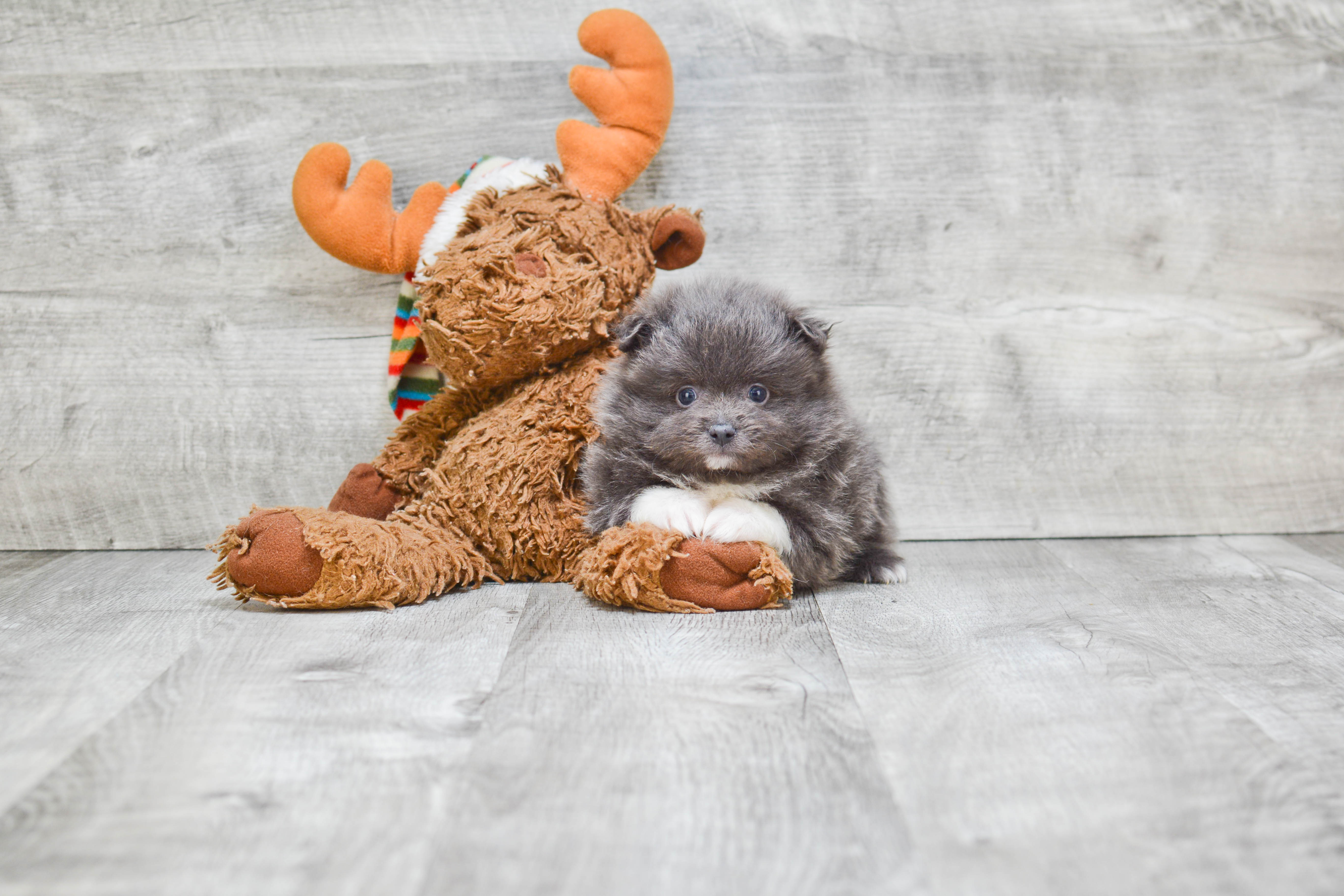 Popular Pomeranian Baby