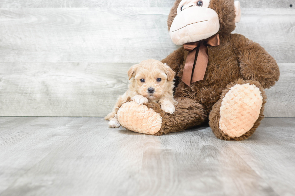 Energetic Maltese Poodle Poodle Mix Puppy