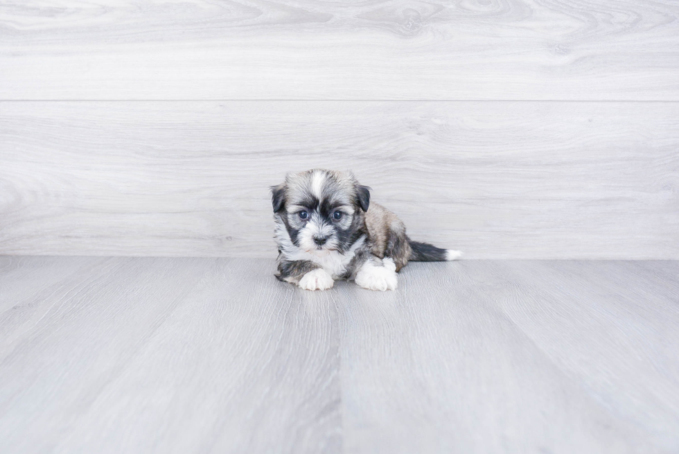 Sweet Havanese Purebred Puppy