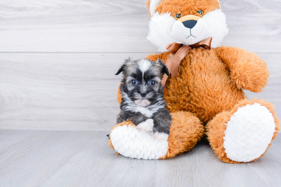 Sweet Havanese Purebred Puppy