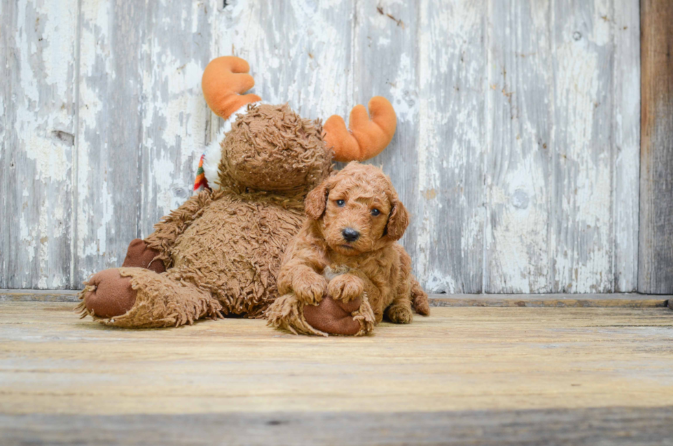 Friendly Mini Goldendoodle Baby