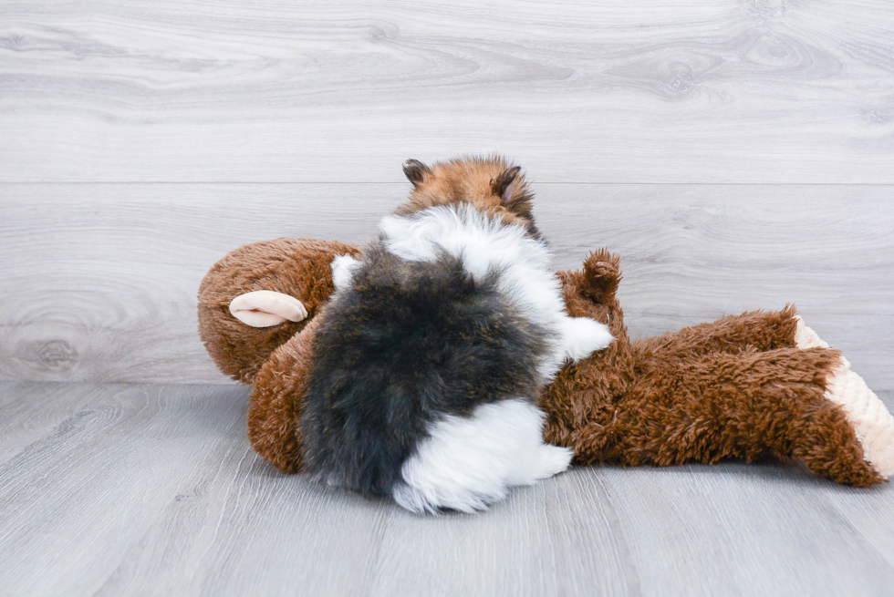 Happy Pomeranian Purebred Puppy