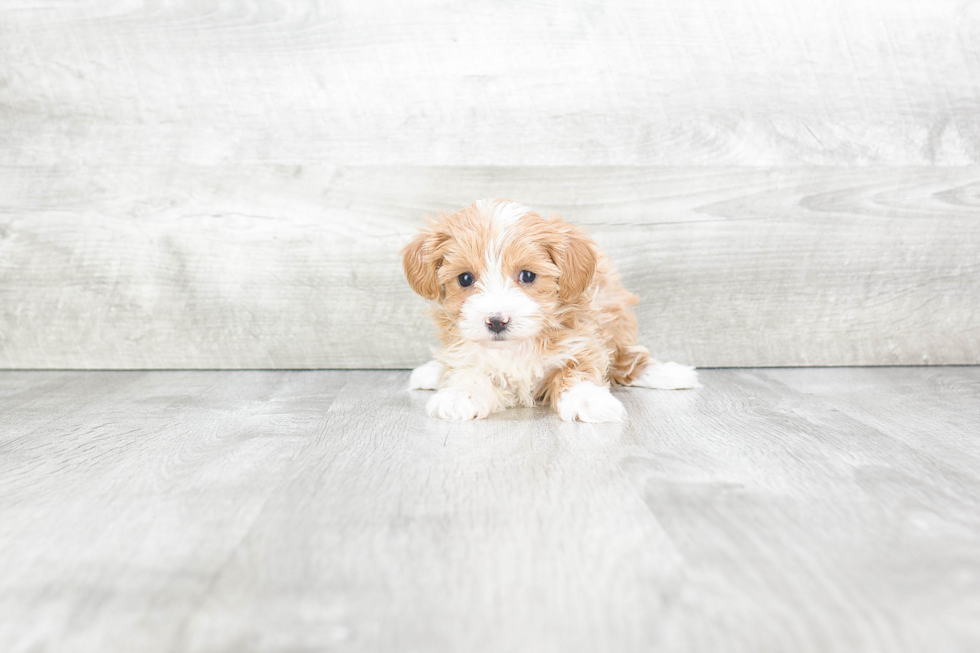 Maltipoo Puppy for Adoption