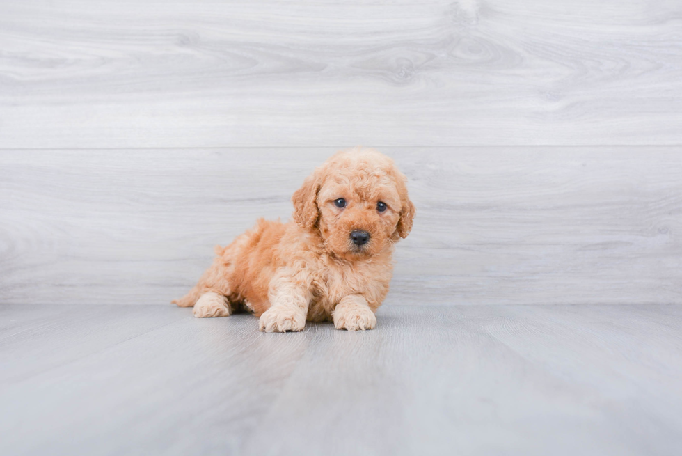 Mini Goldendoodle Pup Being Cute