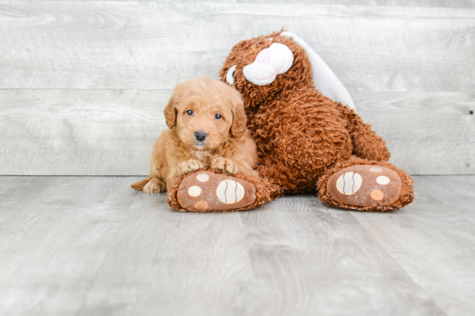 Friendly Mini Goldendoodle Baby