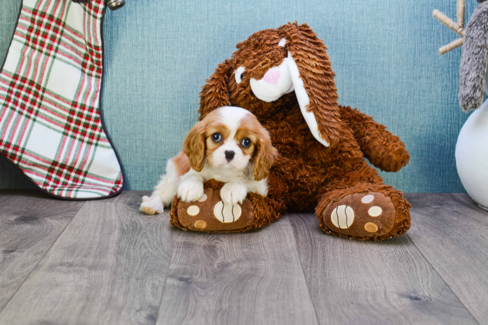 Hypoallergenic Cavalier King Charles Spaniel Baby