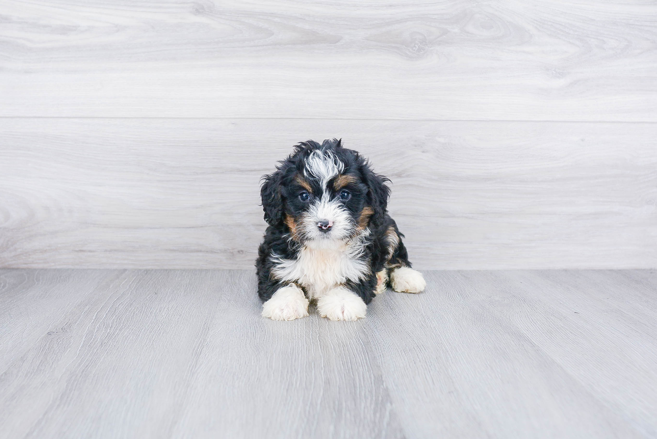 Small Mini Bernedoodle Baby