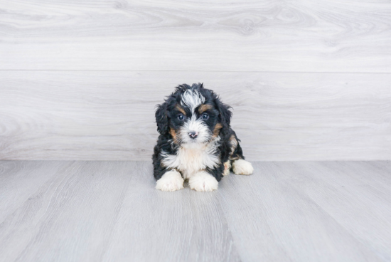 Small Mini Bernedoodle Baby