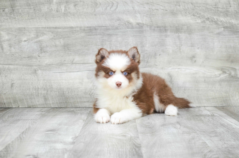 Pomsky Puppy for Adoption