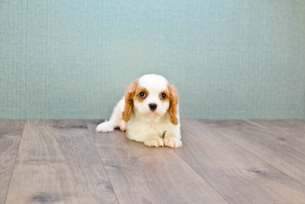 Smart Cavalier King Charles Spaniel Purebred Puppy