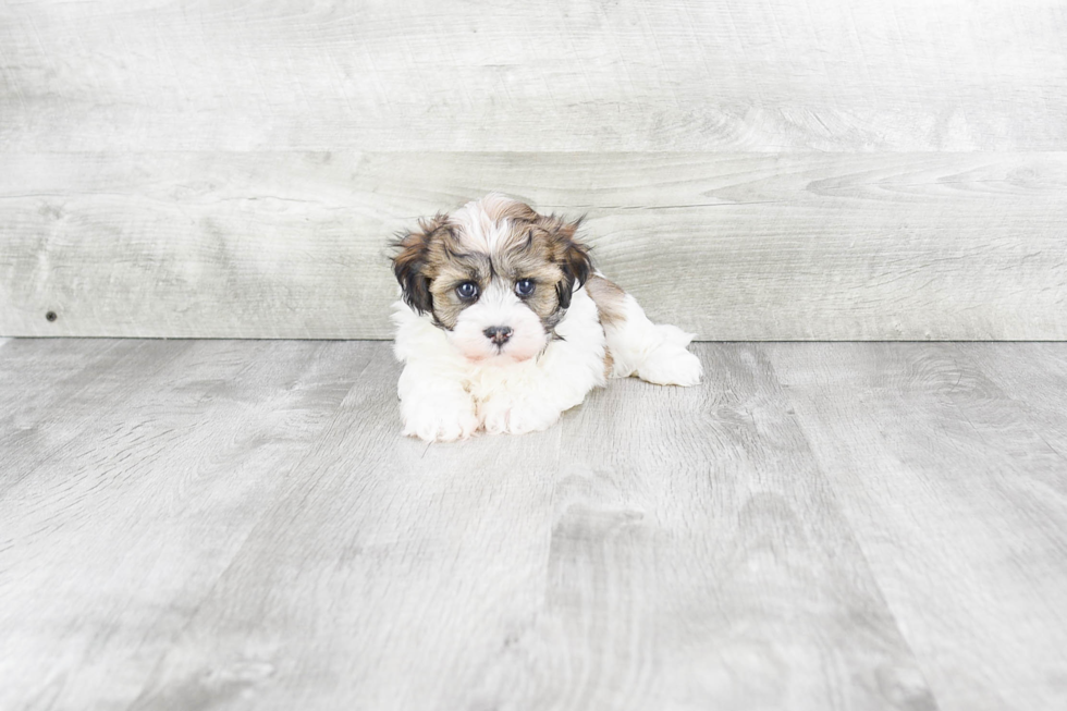 Havanese Puppy for Adoption