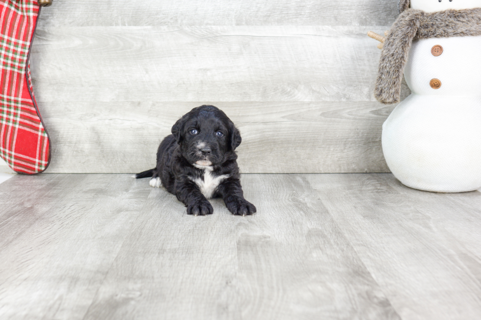 Best Mini Bernedoodle Baby