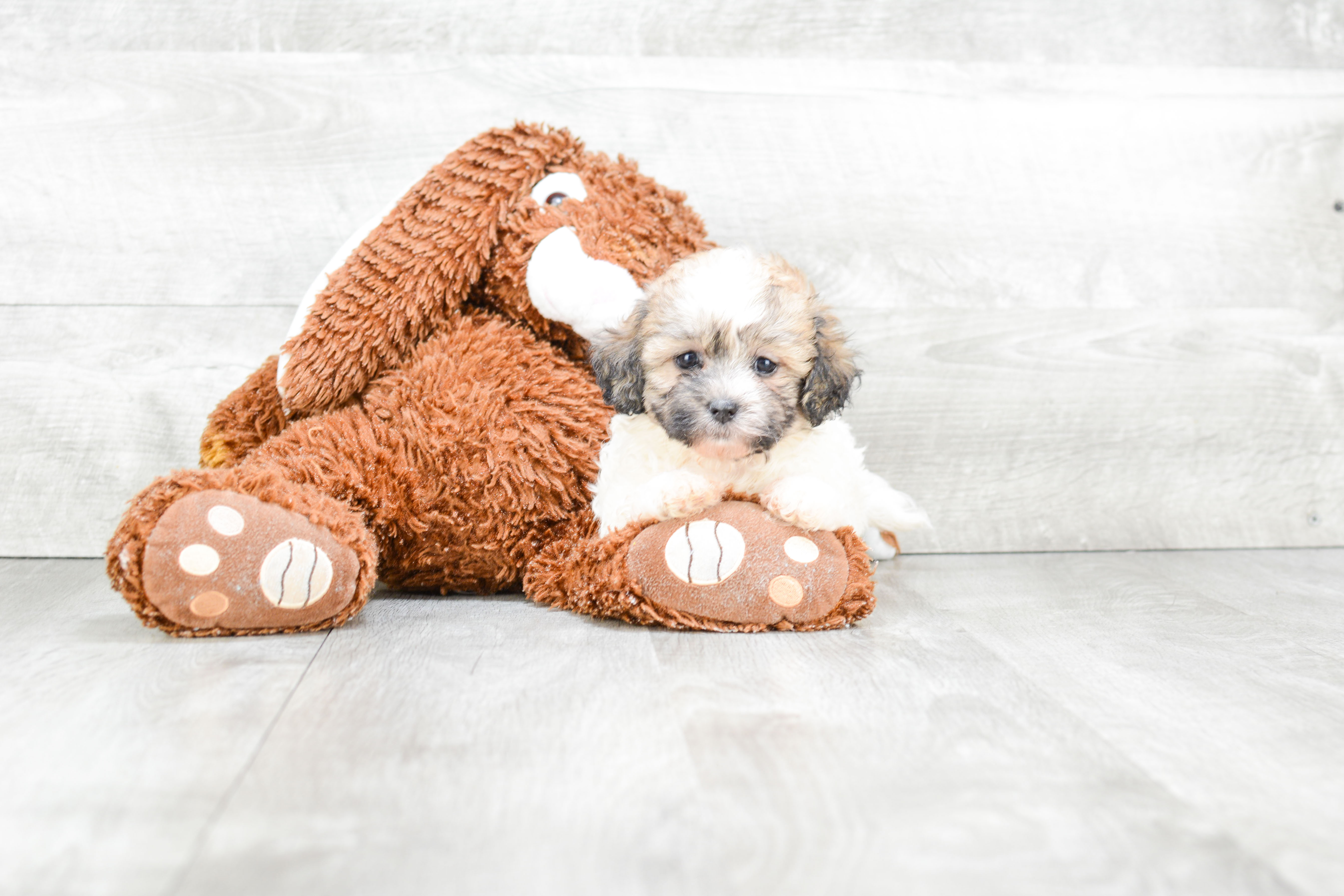 Hypoallergenic Shichon Designer Puppy