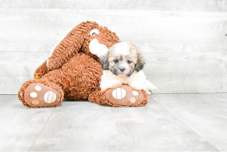 Hypoallergenic Shichon Designer Puppy