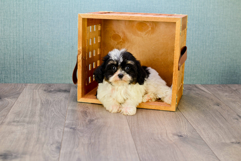 Playful Cavalier Designer Puppy