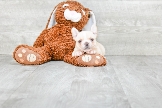 Best French Bulldog Baby