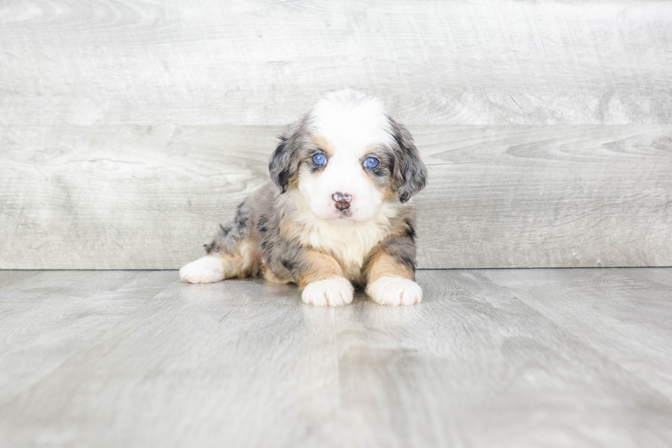 Friendly Mini Bernedoodle Baby