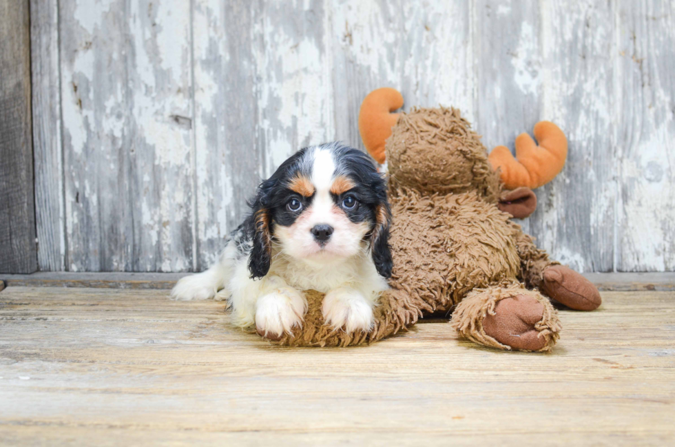 Popular Cavalier King Charles Spaniel Baby