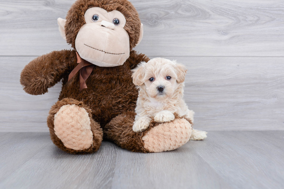 Little Maltese Poodle Poodle Mix Puppy