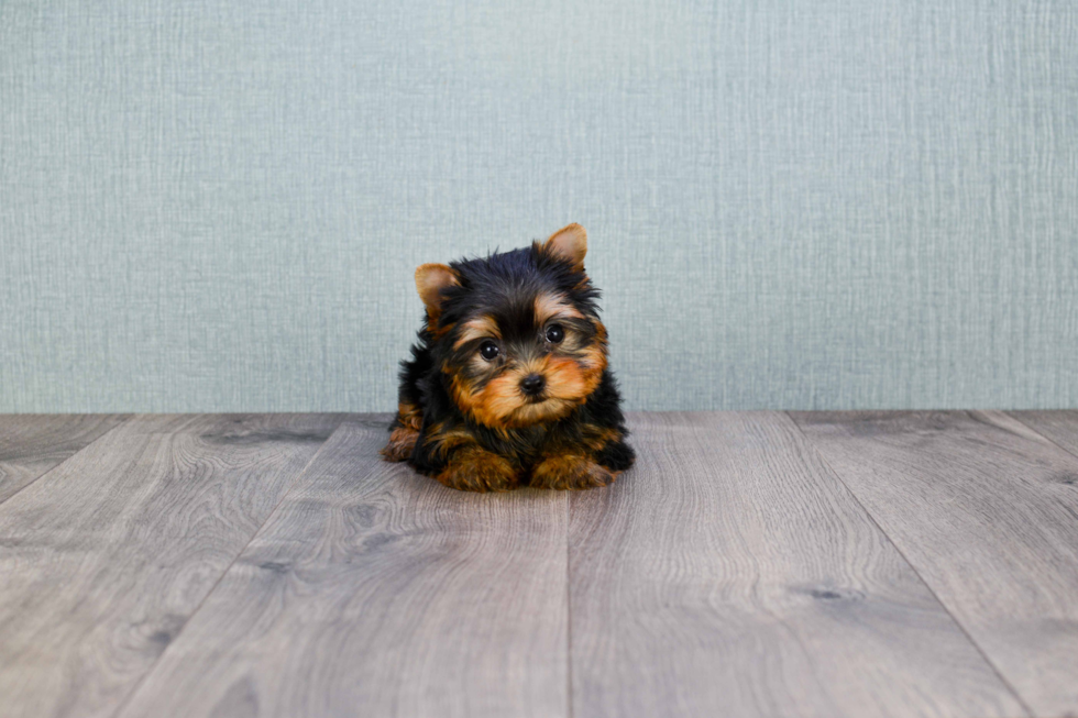 Meet Tinkerbell - our Yorkshire Terrier Puppy Photo 