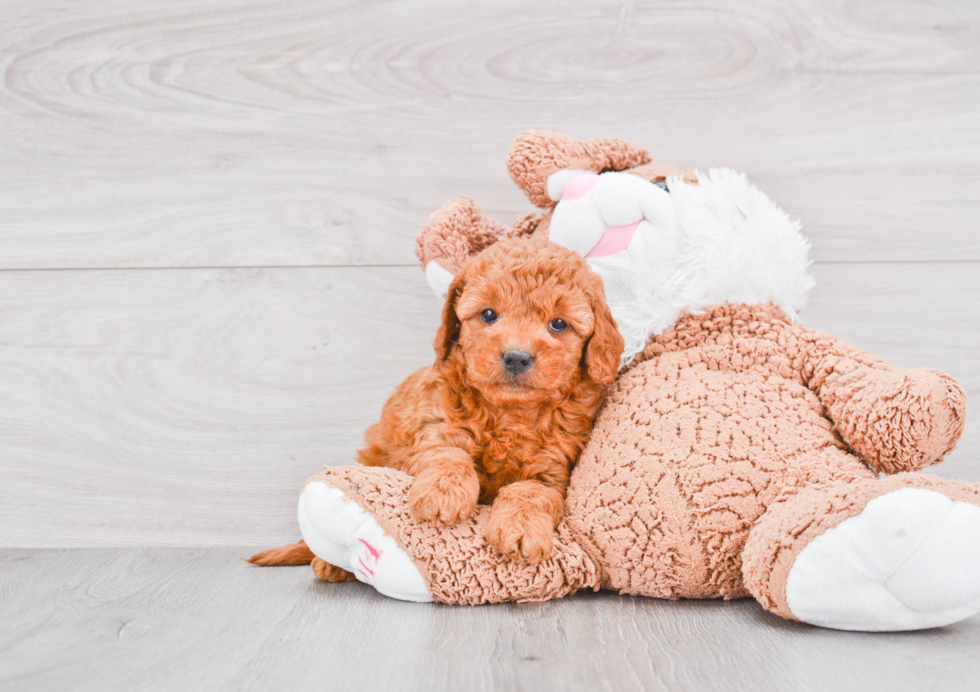 Mini Goldendoodle Puppy for Adoption