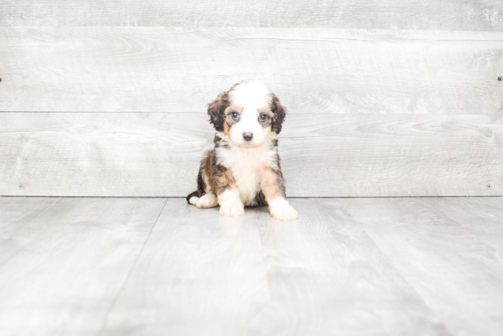 Best Mini Bernedoodle Baby