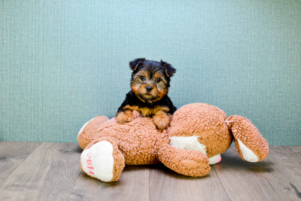 Meet Snickers - our Yorkshire Terrier Puppy Photo 
