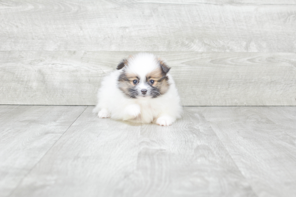 Pomeranian Pup Being Cute