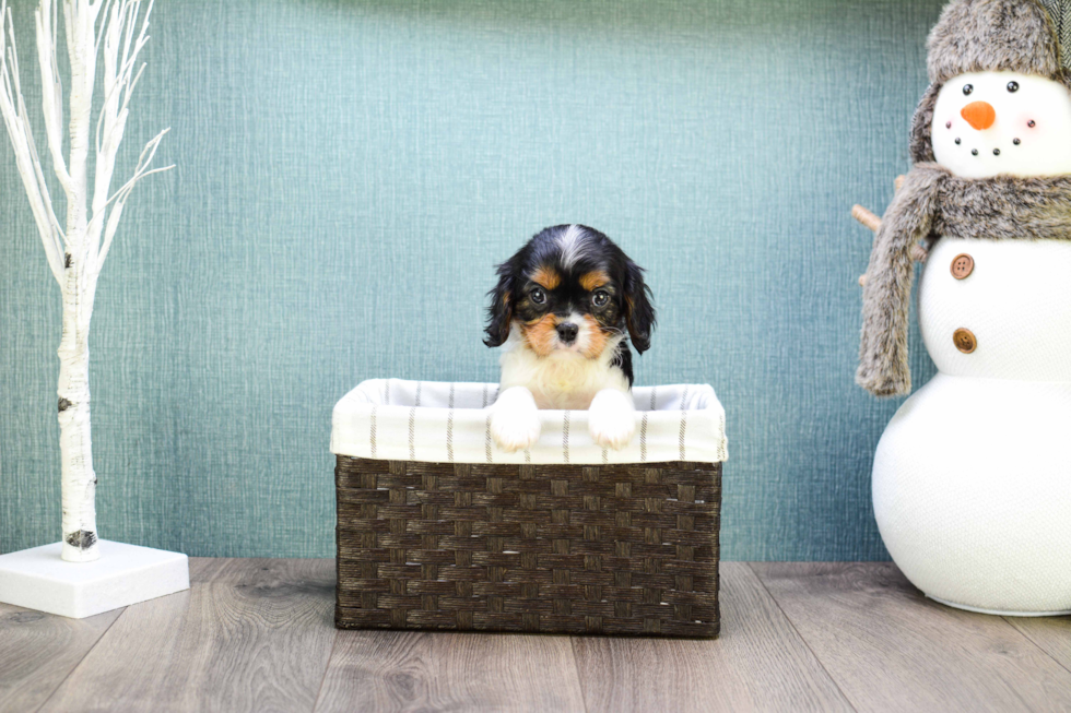 Funny Cavalier King Charles Spaniel Baby