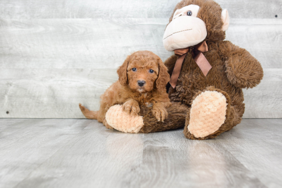 Popular Mini Goldendoodle Poodle Mix Pup