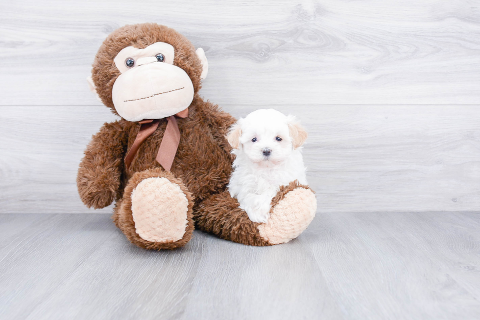 Sweet Maltipoo Baby