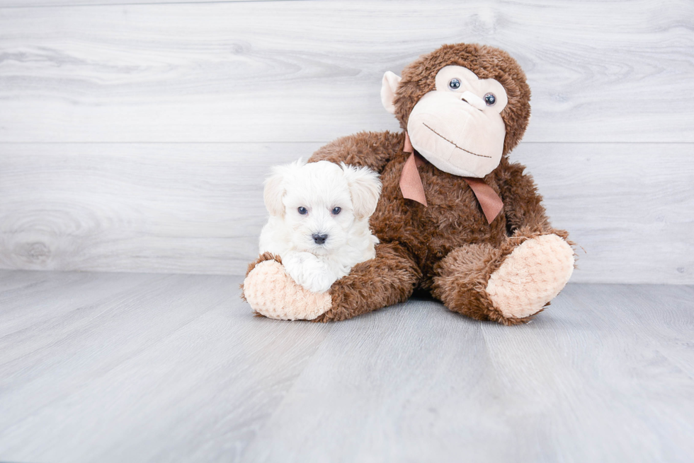 Maltipoo Puppy for Adoption